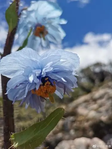 【249】自然观察(七)绿绒蒿专辑