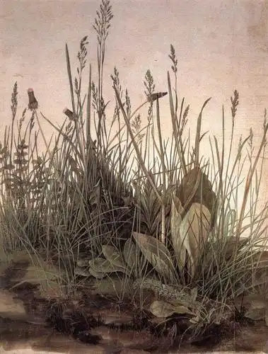the large turf 阿尔布雷特·丢勒 (dürer albrecht)