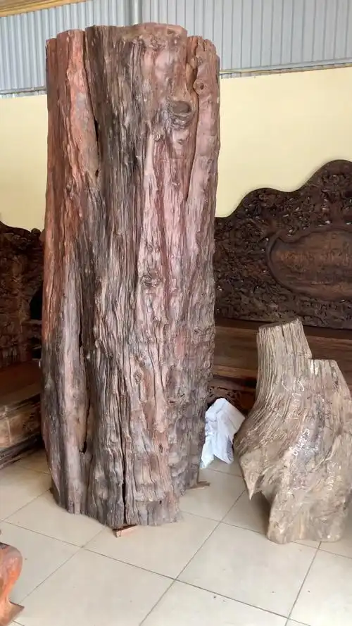 交趾黄檀原木,价值不菲