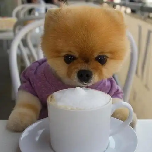 一只可爱的博美犬,它将融化你的心,超唯美|宠物|萌宠_网易订阅