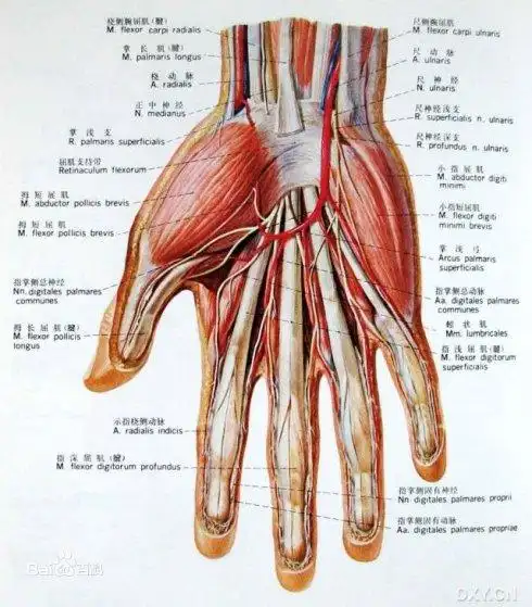 指屈肌腱(flexor tendon)解剖结构