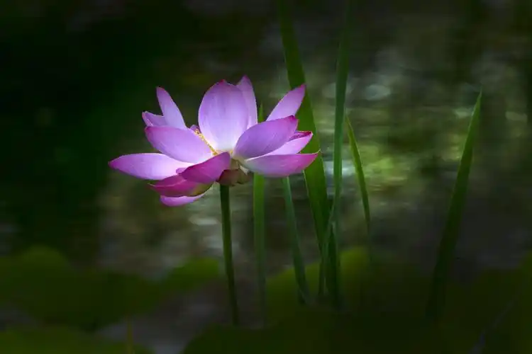 碧水芙蓉——全同友荷花摄影作品选