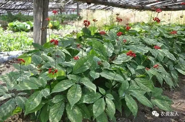 西洋参病虫害的防治!