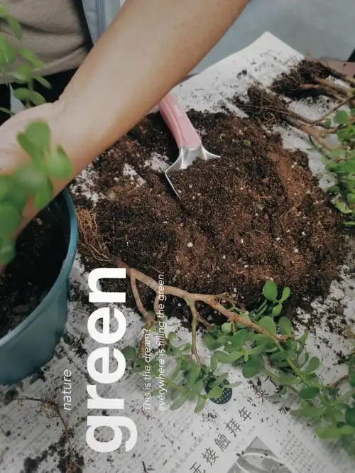 求大神指点金枝玉叶不用药会变粉吗