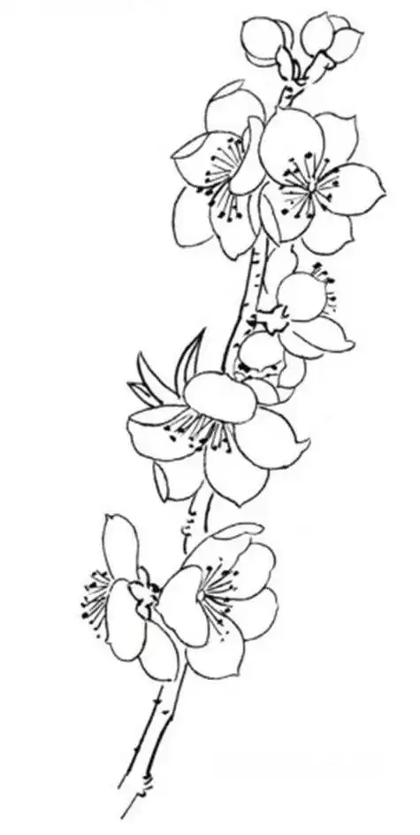 桃花示意图简笔画