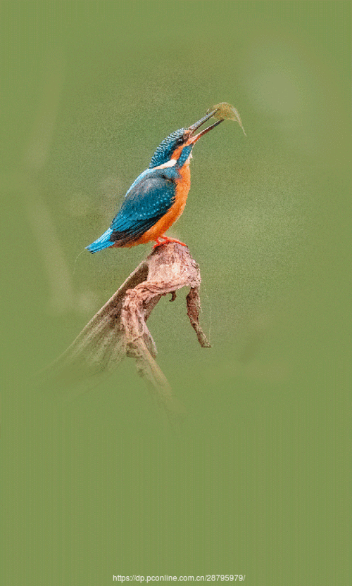 540_900竖版 竖屏gif 动态图 动图