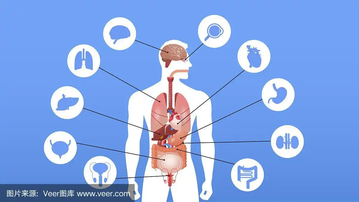 人体结构信息图海报与内脏图标解剖系统肖像横向矢量插图