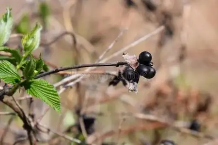棣棠花成果关于白色的中国棣棠属照片