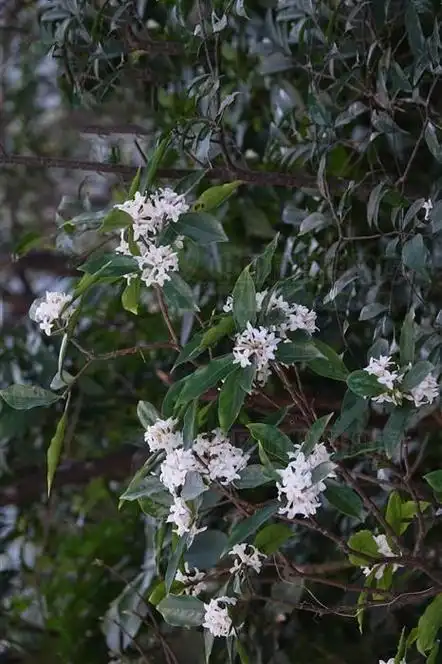 软皮树来源产地为瑞香科植物白瑞香的根皮,茎皮.