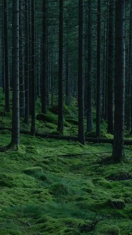 幽静唯美大自然绿色森林护眼写真