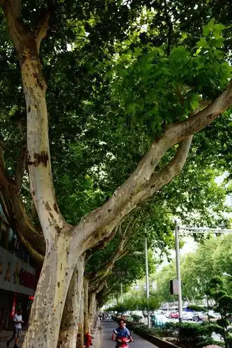 法桐树灰白冰冷的水泥地中有方寸泥土那是唯一的大