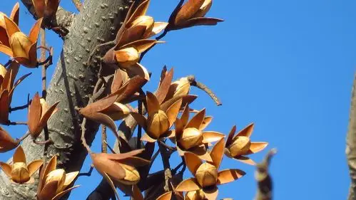 难得一见的香椿树之果