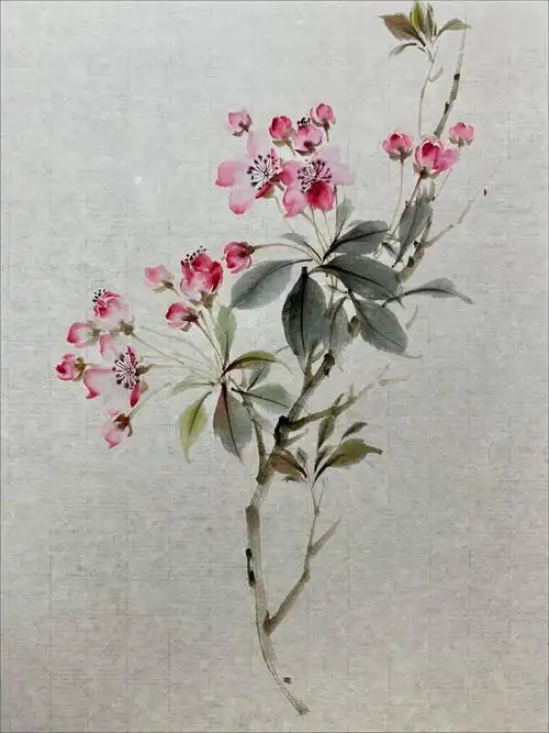 国画小写意折枝海棠花