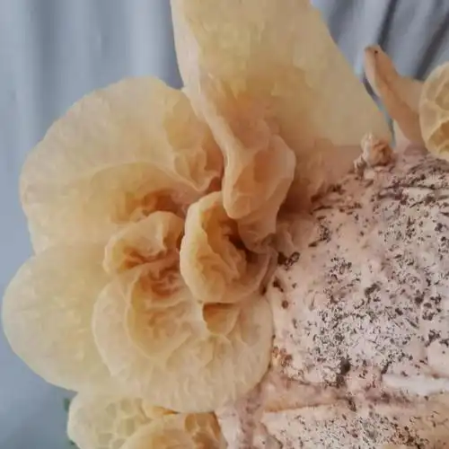 新鲜干品羊肚耳沙耳人工种植基地直销肉壁厚口感脆颜色正