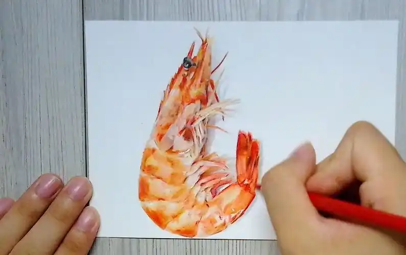 饿昏,差点把纸给吃了,彩铅虾