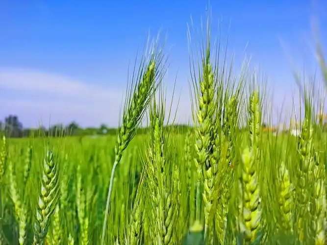 绿色麦穗绿色希望,原创拍摄