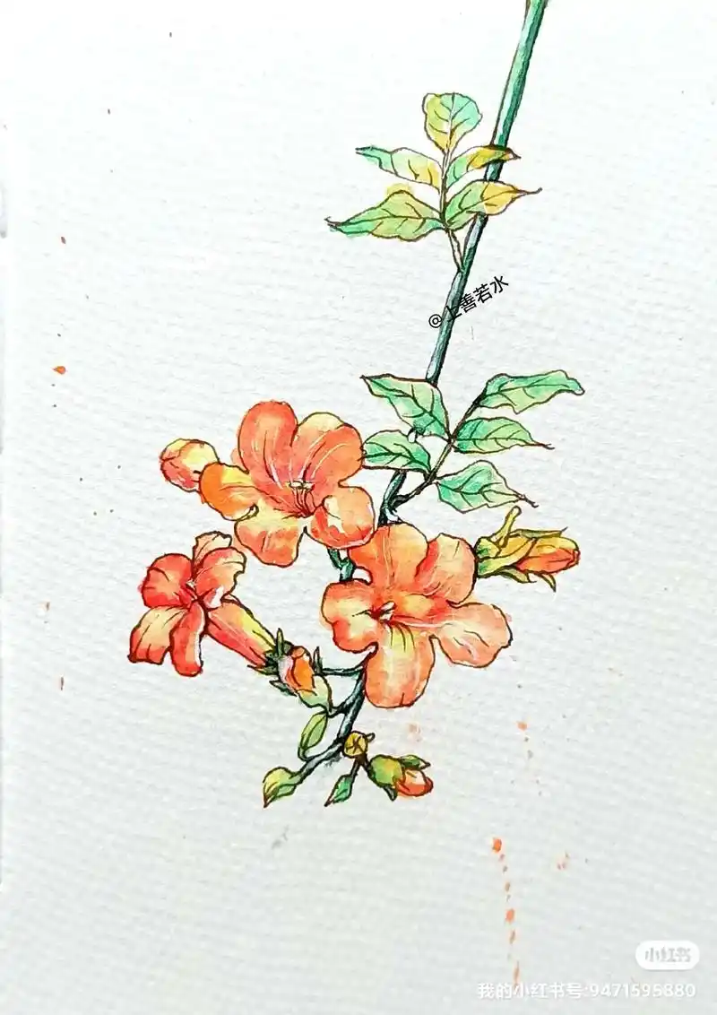 凌霄花.#钢笔淡彩 #水彩花卉 #绘画 #想画就画 #水彩 - 抖音
