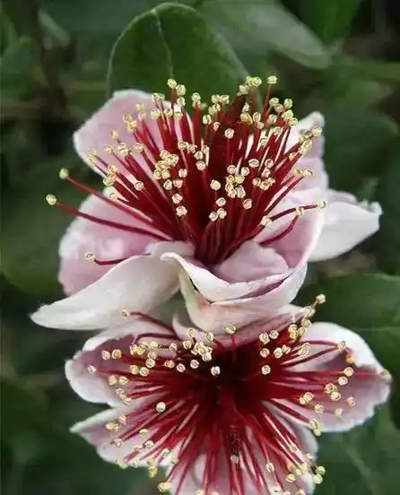 成双成对的夫妻花情侣花来生愿为连理枝