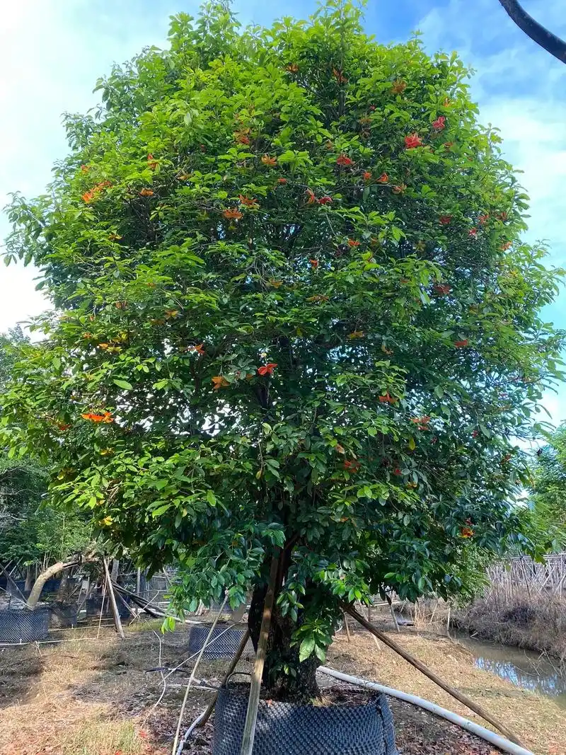 苗木:开花图片与现场假苹婆树苗木图片货待.#实地拍摄分享给大 - 抖音