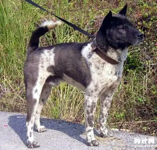 黑白花斑中华田园犬,帅到没狗友_土狗图片_狗扑中华田园犬网