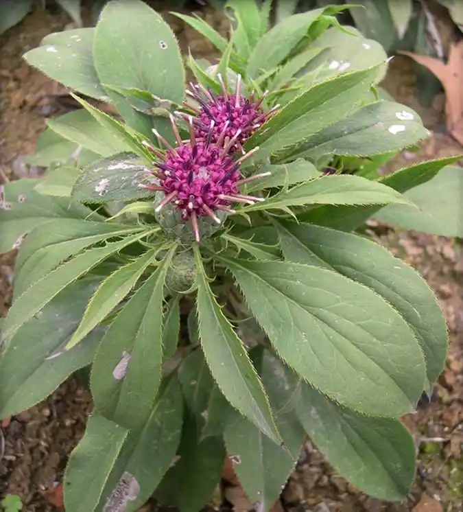 六君子汤的功效与作用看懂了作用和功效才能放心用