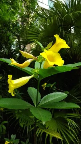 花卉 黄婵的花语 活泼 快乐 希望 - 美篇