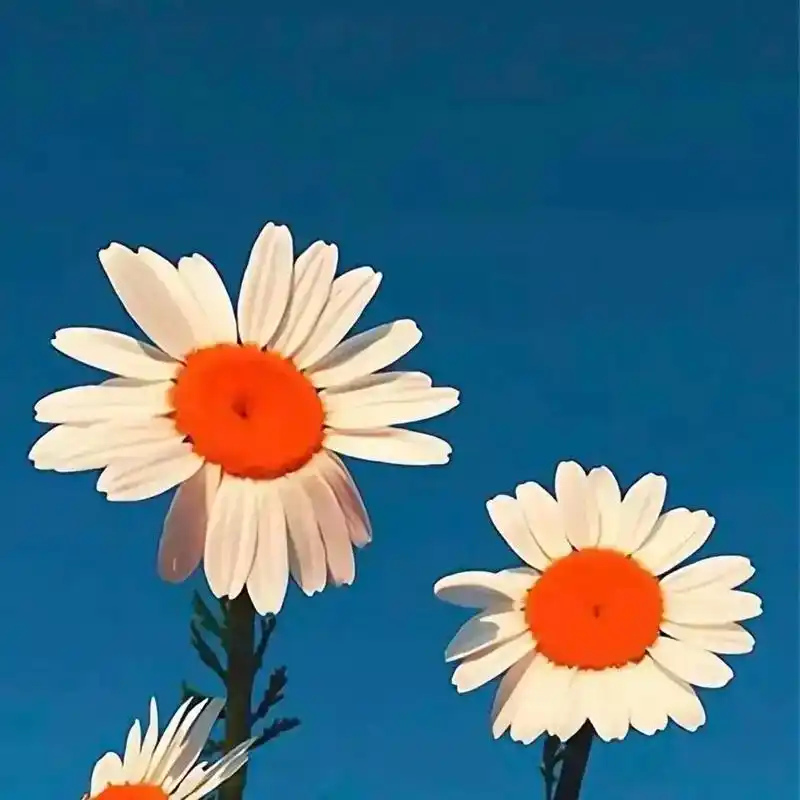 好看的图片好心情 - 抖音