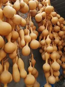 天然本长葫芦亚腰各种型花皮葫芦稍有瑕疵陈年老葫芦满10个包邮.