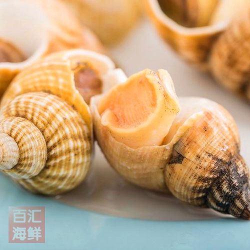 寿司刺身烧烤白螺海螺熟冻2535粒爱尔兰2斤北蛾海螺