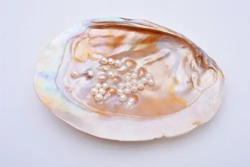 天然淡水珍珠母贝贝壳饰品贝壳原材料装饰品可做装饰品摆放品批发