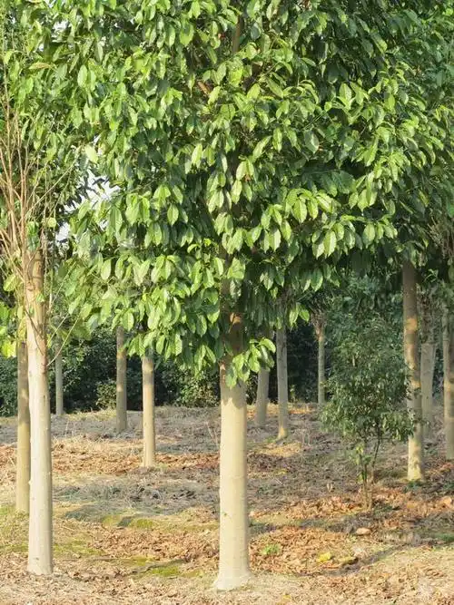 乐昌含笑树(乐昌含笑15公分价格)