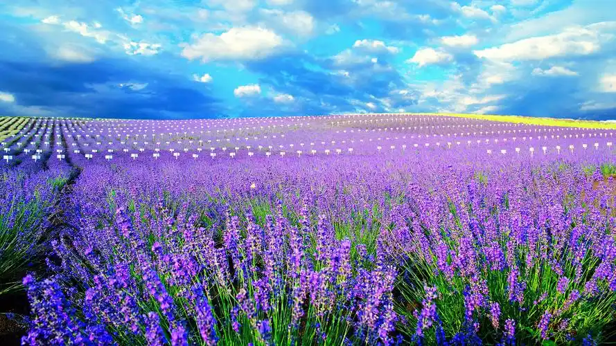 紫色薰衣草唯美高清桌面壁纸
