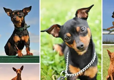 原创原谅以下五种会咬人的狗狗吧前三种是爱你后两种不是故意的