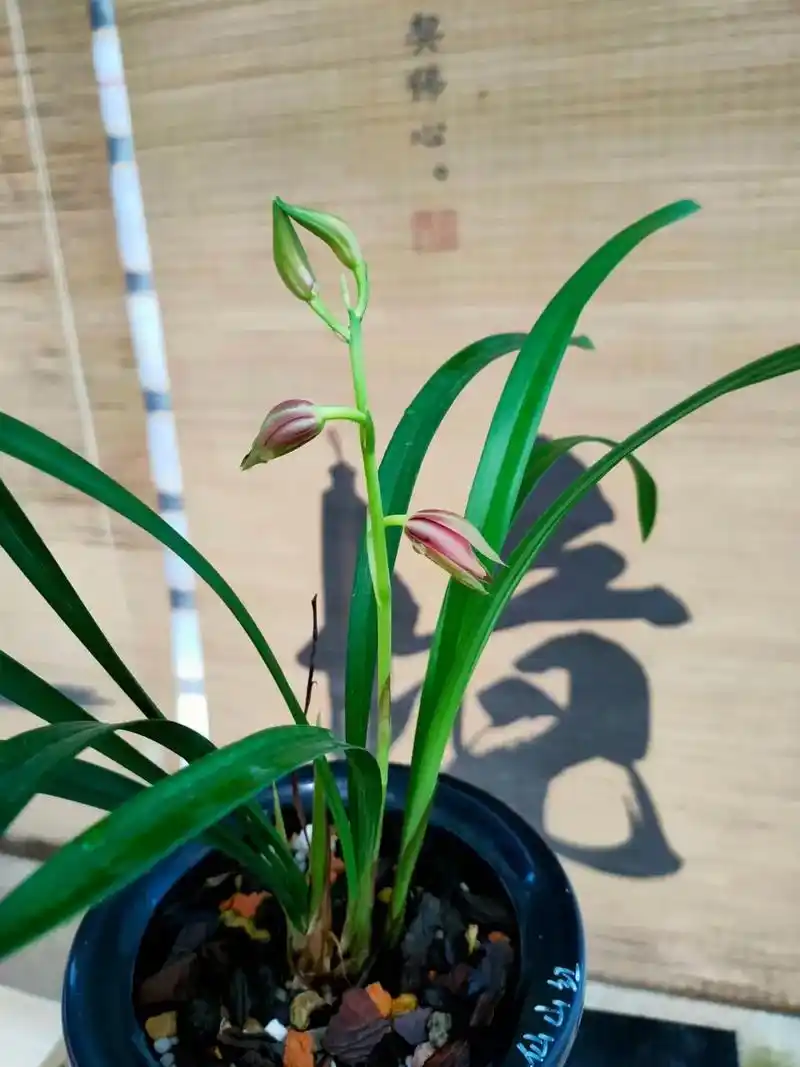 爱兰花爱生活 建兰八大红花系列之一【仙山红】3苗带1花   - 抖音