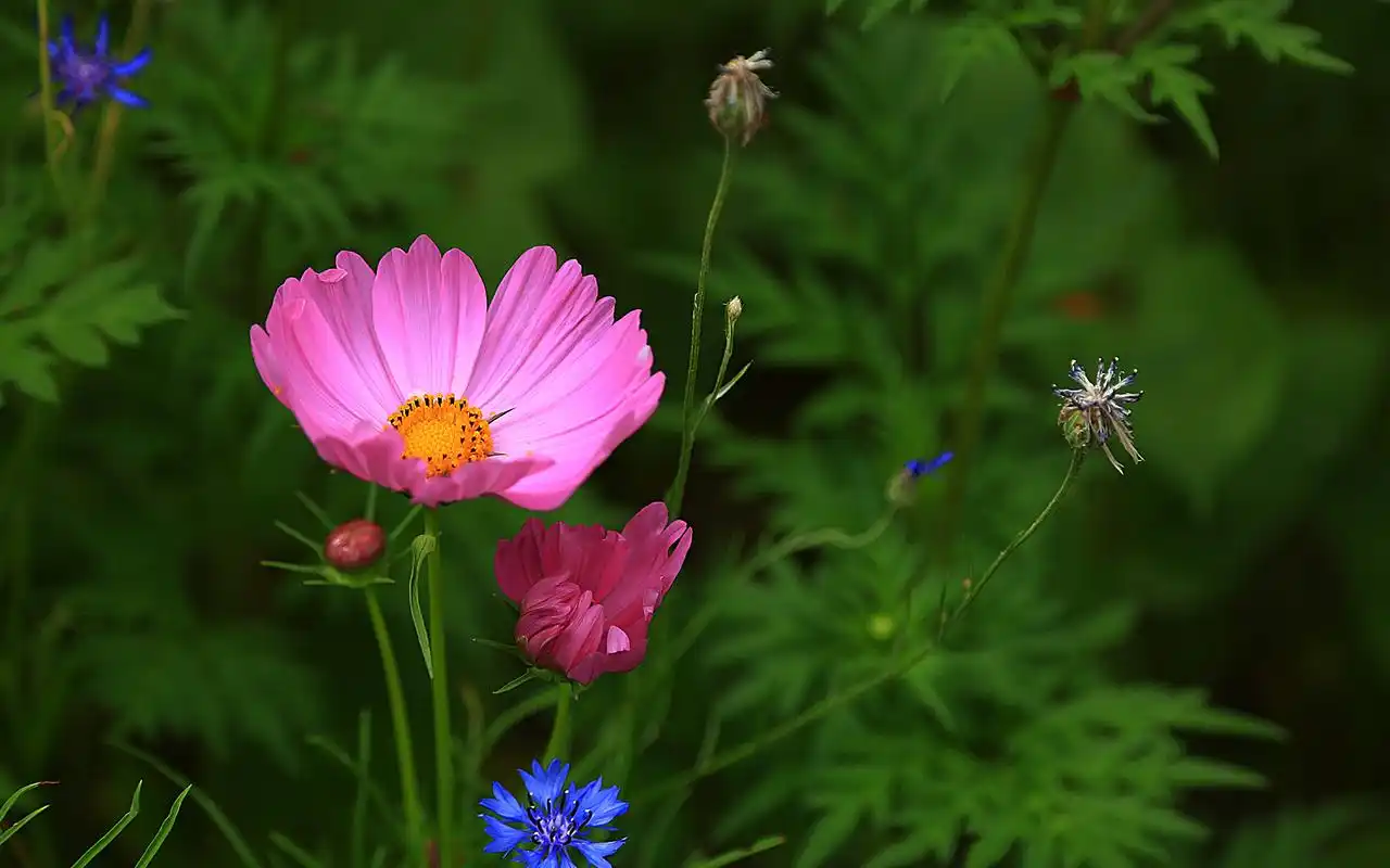 高清唯美植物花卉桌面壁纸