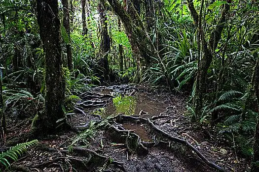 小路,热带雨林,团聚,法国,非洲,欧洲