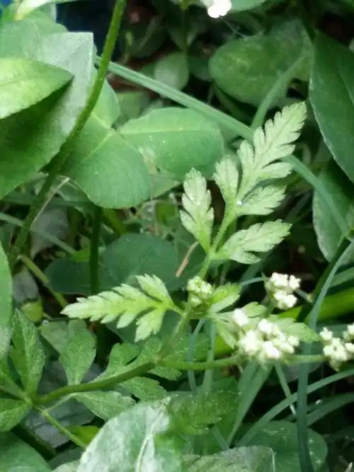 窃衣―伞形科―叶二回羽状深裂;茎有细直纹和毛刺毛.