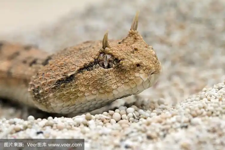 有角的,沙漠,蝰蛇,肖像,环境