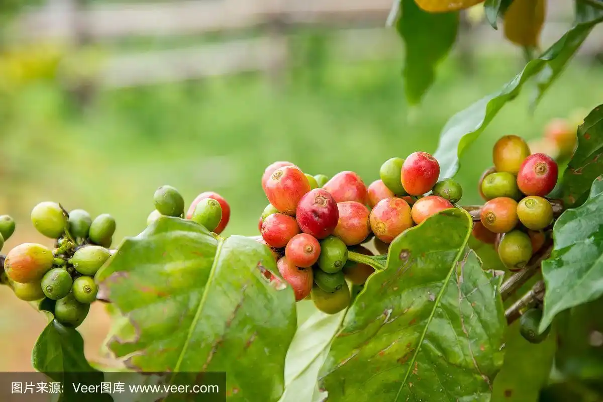 农场里的咖啡豆在树上结果实.