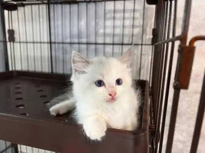 有两个月大的蓝双布偶猫