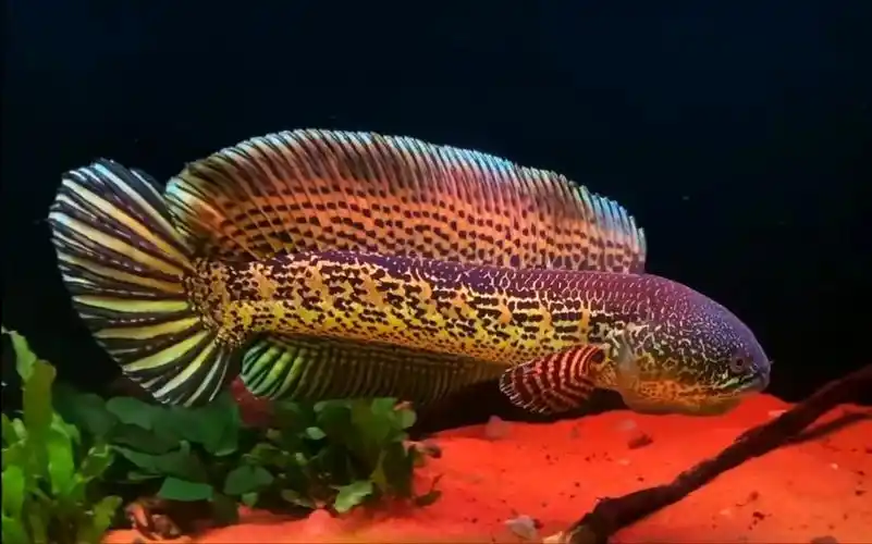 极品黄金眼镜蛇雷龙_哔哩哔哩_bilibili