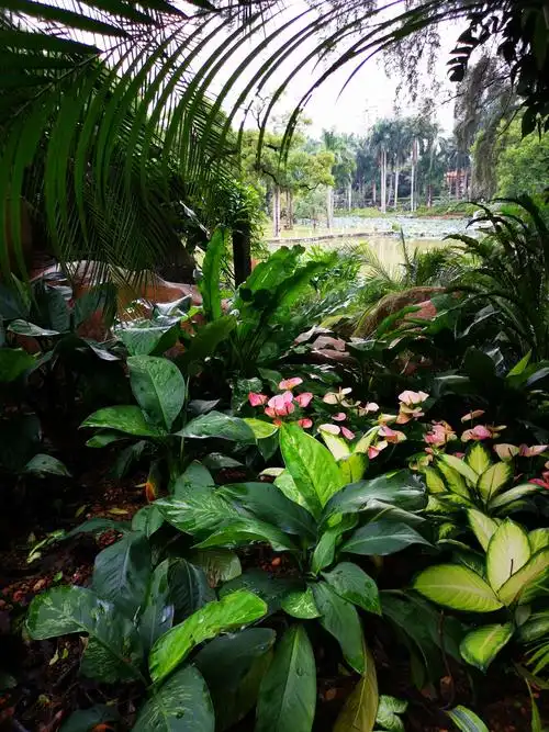 萌生植物园的各种花 - 美篇