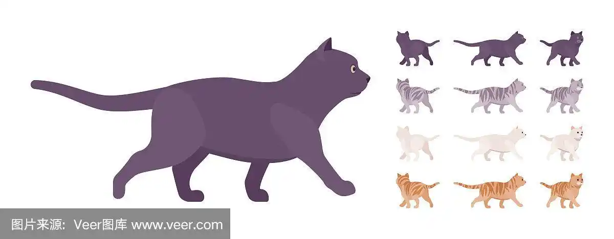 白色,黑色,橙色,灰色条纹的纯种猫步行集