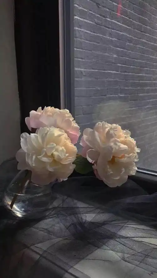 2021最新款高质量鲜花摄影高清唯美图片