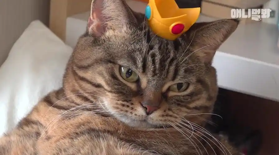 大肥猫减肥记#8月21日 12:00来自微博