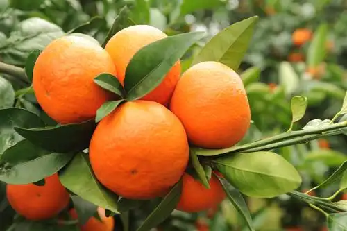 武鸣沃柑实施标准化规范化生产46万亩沃柑产值将达100亿元