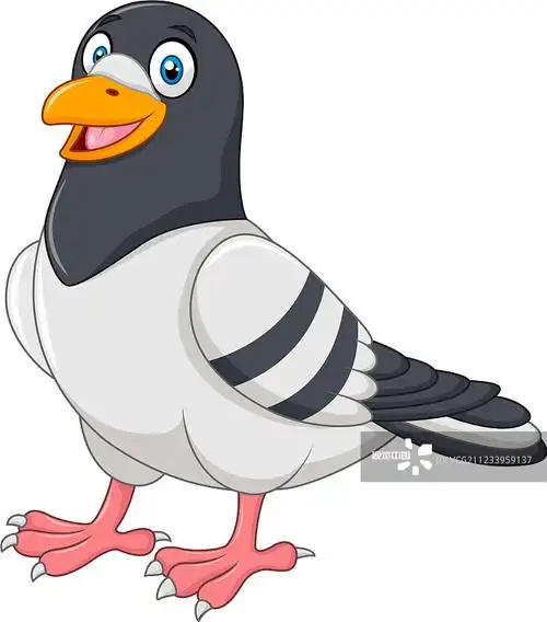 卡通有趣的鸽子孤立在白色的背景