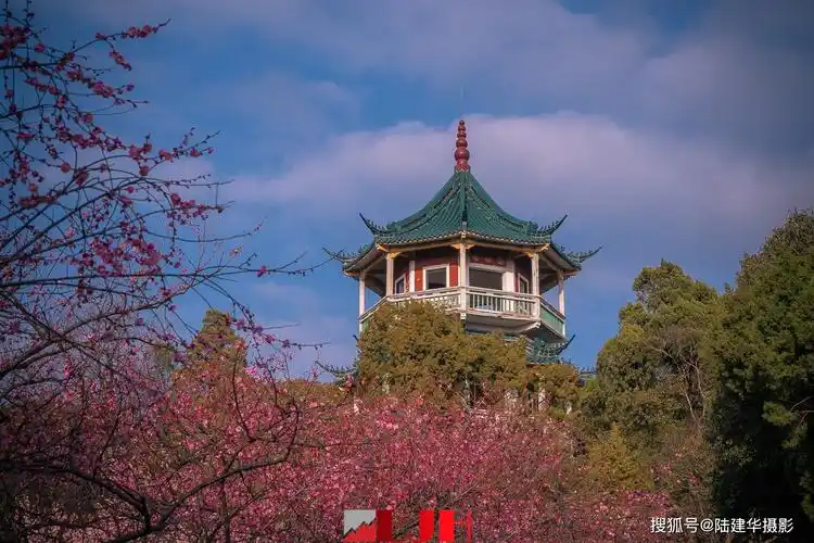新春佳节无锡梅园的梅花已经开满山岗
