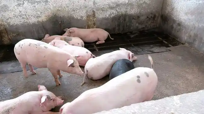 农村大叔养几十头大肉猪,几年下来为何越养越少,养猪还有出路吗