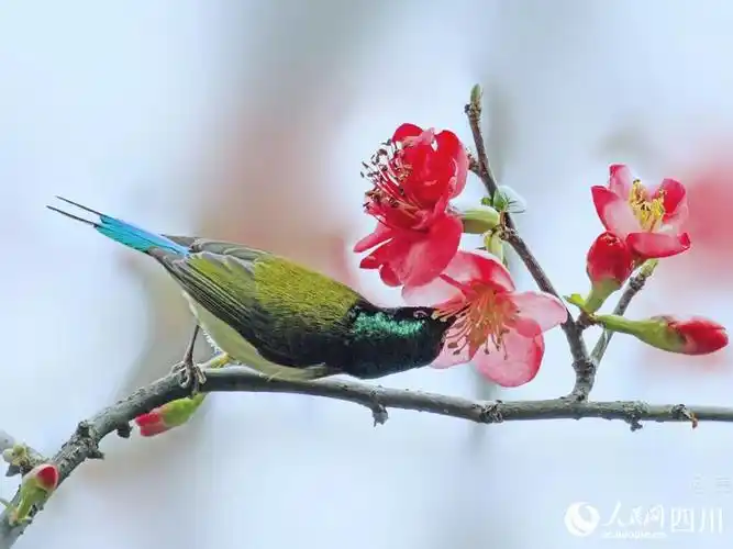海棠花枝俏鸟戏枝头报春来